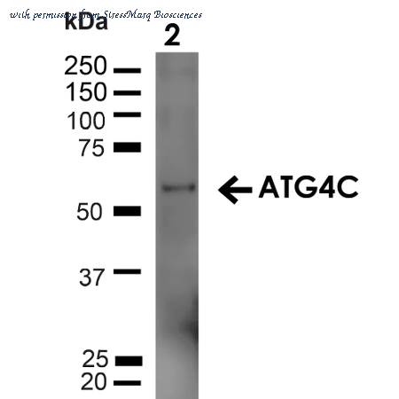 StressMarq Biosciences SPC-632D image 1