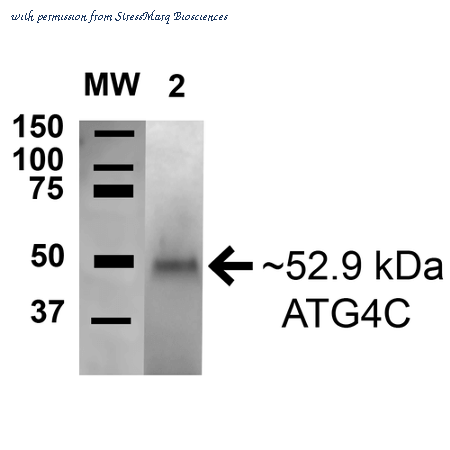 StressMarq Biosciences SPC-633D image 1