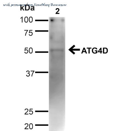 StressMarq Biosciences SPC-634D image 1