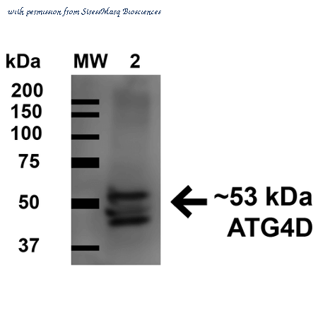 StressMarq Biosciences SPC-635D image 1