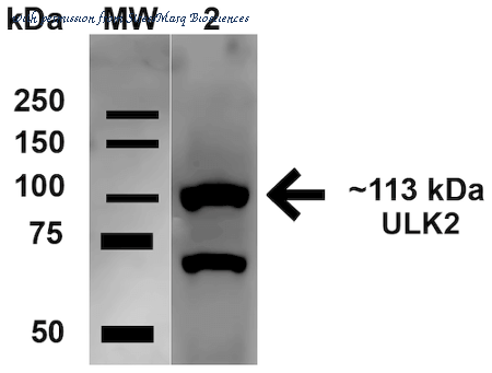 StressMarq Biosciences SPC-641D image 1