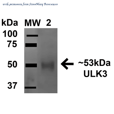 StressMarq Biosciences SPC-642D image 1