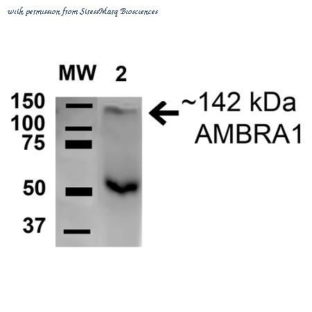 StressMarq Biosciences SPC-644 image 1