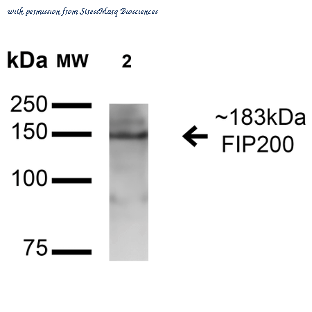 StressMarq Biosciences SPC-658D image 1