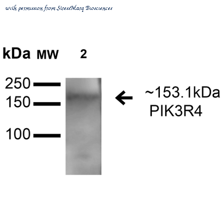 StressMarq Biosciences SPC-660D image 1