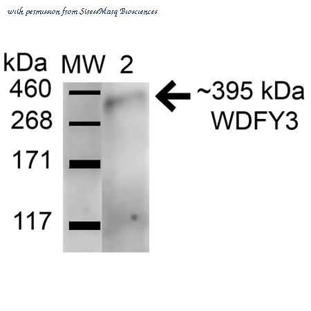 StressMarq Biosciences SPC-666D image 1