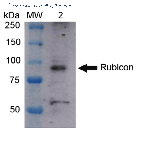 StressMarq Biosciences SPC-668D image 1