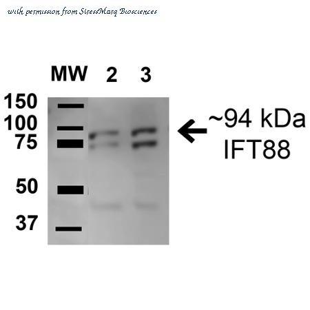 StressMarq Biosciences SPC-679D image 1