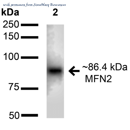 StressMarq Biosciences SPC-683D image 1