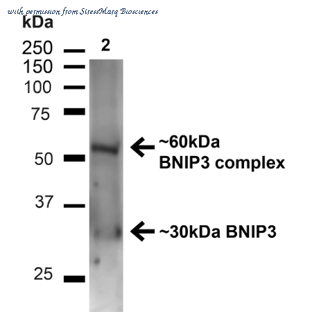 StressMarq Biosciences SPC-685D image 1