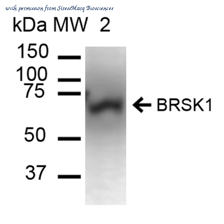 StressMarq Biosciences SPC-686D image 1