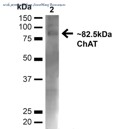 StressMarq Biosciences SPC-706 image 1