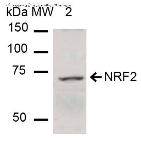 StressMarq Biosciences SPC-711D image 1
