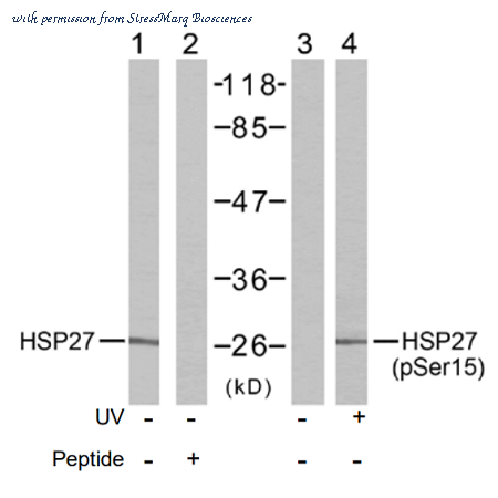 StressMarq Biosciences SPC-1260D image 1
