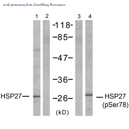 StressMarq Biosciences SPC-1265D image 1