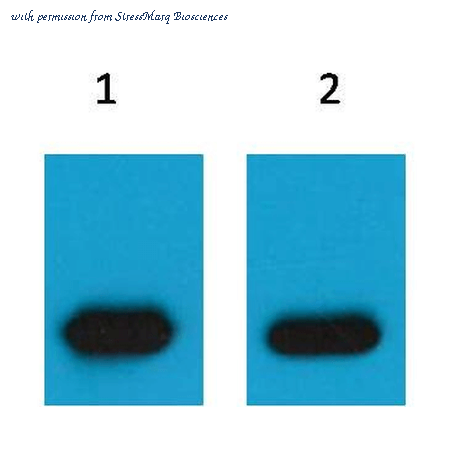 StressMarq Biosciences SPC-1268D image 2