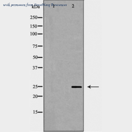 StressMarq Biosciences SPC-1272D image 2