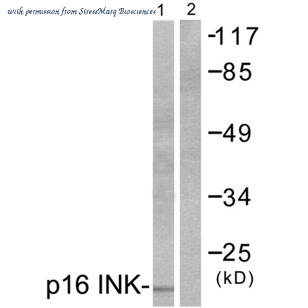 StressMarq Biosciences SPC-1280D image 1
