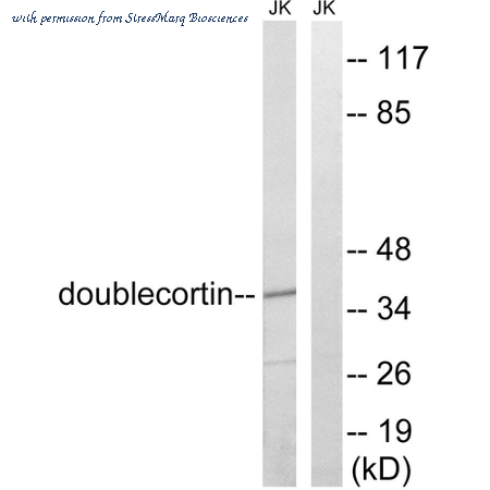 StressMarq Biosciences SPC-1294D image 2