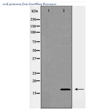 StressMarq Biosciences SPC-1320D image 1