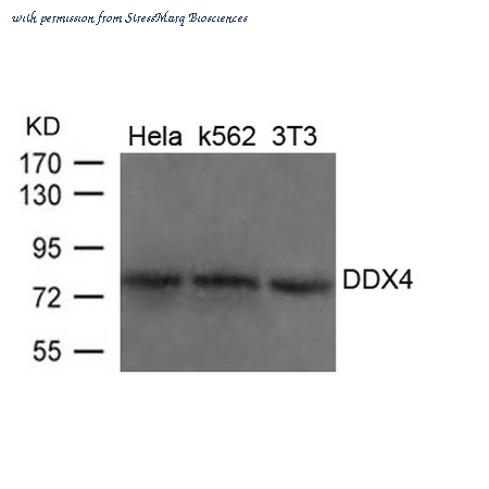 StressMarq Biosciences SPC-1322D image 1
