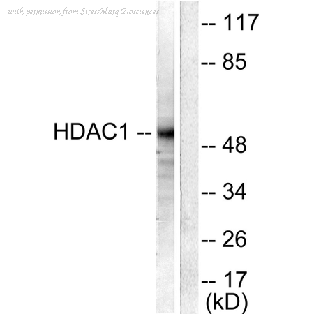 StressMarq Biosciences SPC-1324D image 1