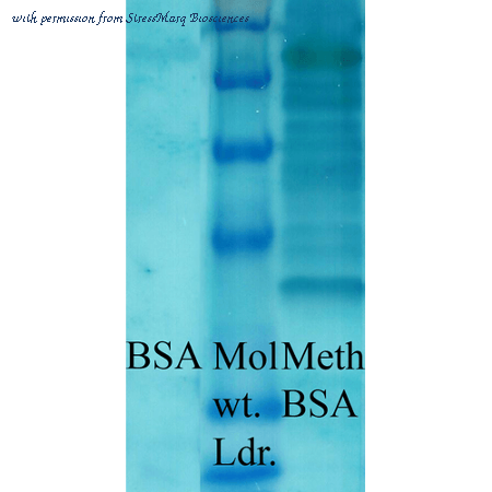 StressMarq Biosciences SPC-158 image 1