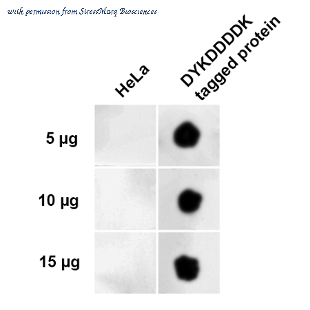 StressMarq Biosciences SPC-720 image 1