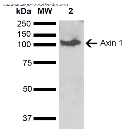 StressMarq Biosciences SPC-721D image 1