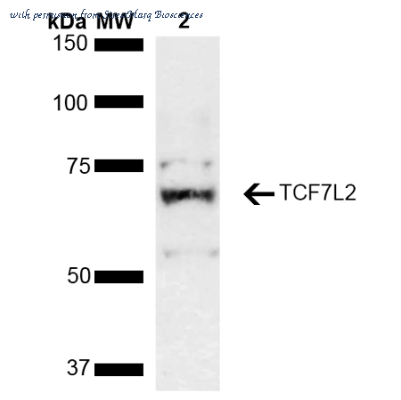StressMarq Biosciences SPC-722D image 1