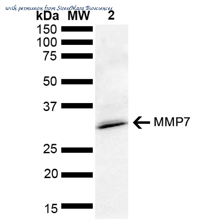 StressMarq Biosciences SPC-735D image 1
