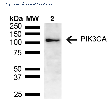 StressMarq Biosciences SPC-741 image 1