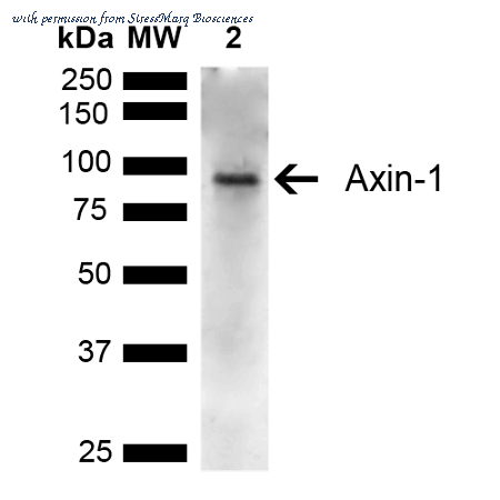 StressMarq Biosciences SPC-748D image 1