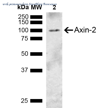 StressMarq Biosciences SPC-750D image 1