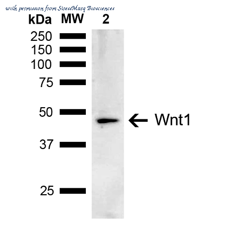 StressMarq Biosciences SPC-759D image 1
