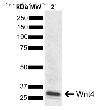 StressMarq Biosciences SPC-760D image 1