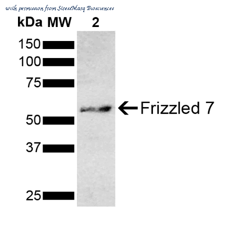 StressMarq Biosciences SPC-761D image 2