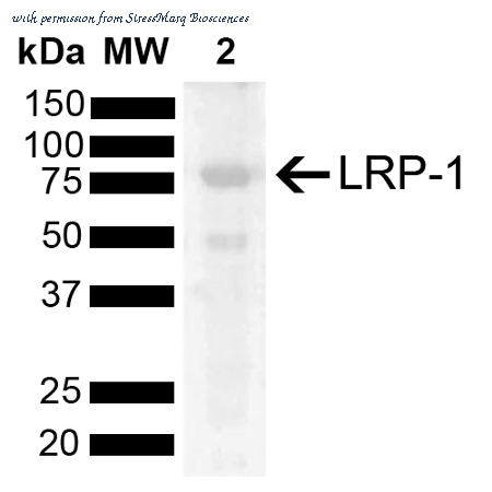 StressMarq Biosciences SPC-784D image 2