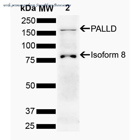 StressMarq Biosciences SPC-795D image 1
