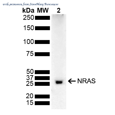 StressMarq Biosciences SPC-796D image 1