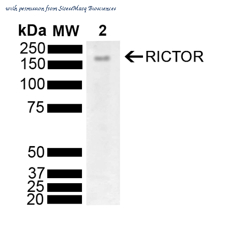 StressMarq Biosciences SPC-797D image 1