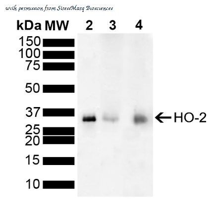 StressMarq Biosciences SPC-799D image 1