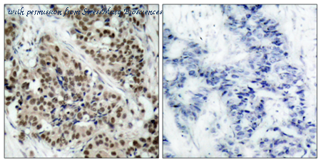 StressMarq Biosciences SPC-1377D image 2
