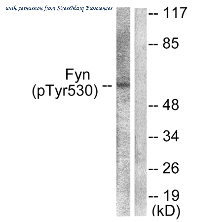 StressMarq Biosciences SPC-1383D image 1