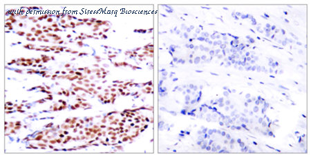 StressMarq Biosciences SPC-1394D image 2