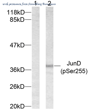StressMarq Biosciences SPC-1395D image 1