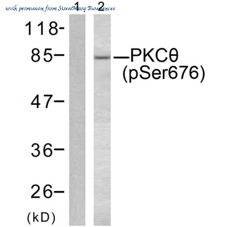 StressMarq Biosciences SPC-1418D image 1
