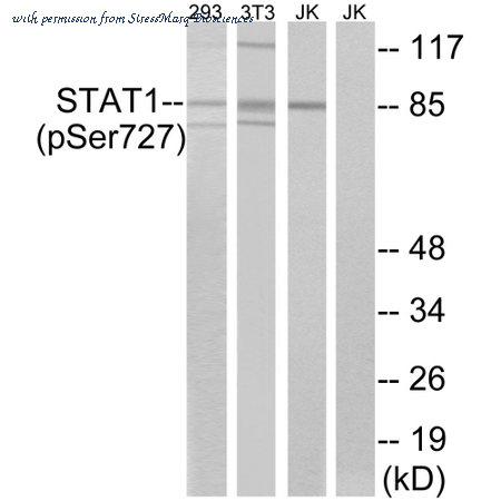 StressMarq Biosciences SPC-1430D image 1