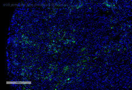 StressMarq Biosciences SMC-506D image 1