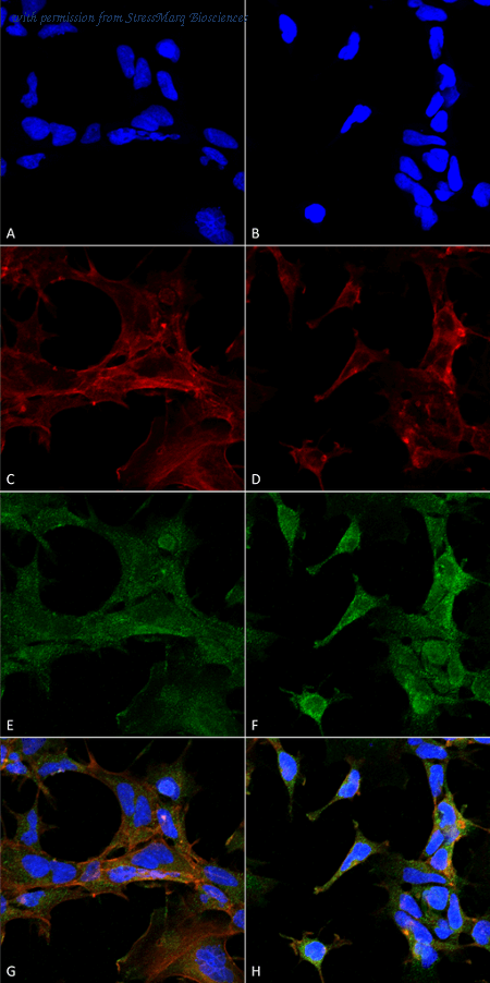 StressMarq Biosciences SMC-510D image 1